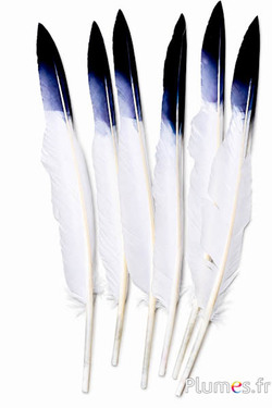 Zwaan zwarte punt - 28-33 cm - wit